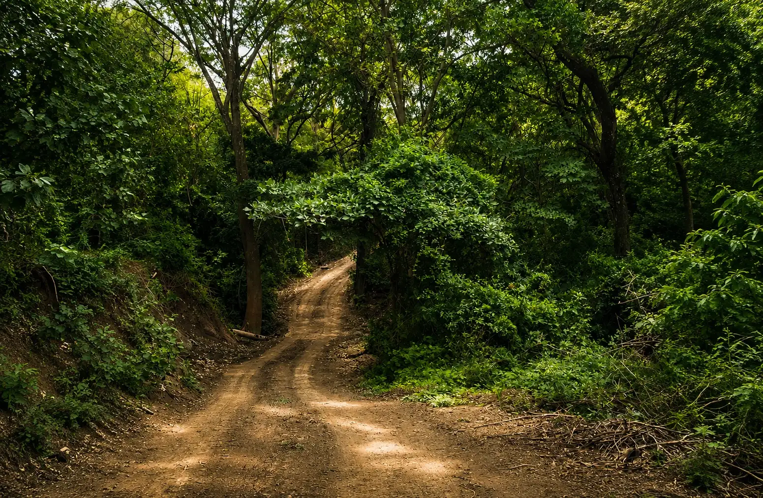 Sendero de tierra entre el bosque cerca de Nodo Santa Ana